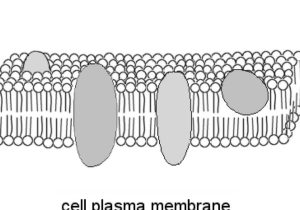 Cell Membrane Information Worksheet Answers or Cell Membrane by Zo Sargent