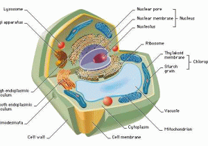 Cell Membrane Structure and Function Worksheet Also Plant and Animal Cells Labeled Graphics