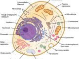 Cell Membrane Structure and Function Worksheet as Well as 3 2 the Cytoplasm and Cellular organelles – Anatomy and