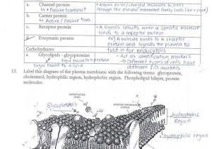 Cell Membrane Worksheet Along with 15 Best Ap Biology Images On Pinterest