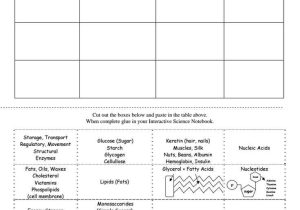 Cell Membrane Worksheet Along with Awesome Macromolecules Worksheet Awesome is A Cell Membrane A B 11