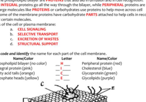 Cell Membrane Worksheet Answers as Well as Fresh Cell Membrane Coloring Worksheet Answers Unique Beautiful Cell