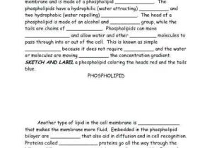 Cell Membrane Worksheet Answers with 1 with Cell Membrane Coloring Worksheet Coloring Pages