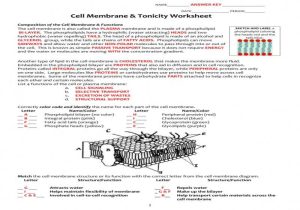 Cell Membrane Worksheet Answers with Best Cell Membrane Coloring Worksheet Answers Lovely Awesome Cell