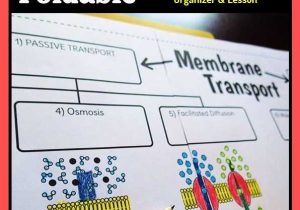 Cell Membrane Worksheet as Well as Cell Membrane Transport Big Foldable for Interactive Notebook or