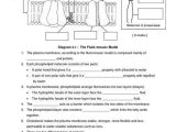 Cell Membrane Worksheet as Well as Cell Membrane Worksheet Google Search School Stuff