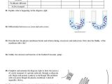 Cell Membrane Worksheet or Beautiful Graphing Worksheets New Fruit Graphing Worksheet Maths