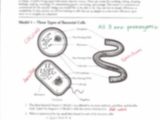 Cell Membrane Worksheet Pdf or 29 Beautiful Graph Animal Cells Worksheet Answers