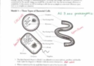 Cell Membrane Worksheet Pdf or 29 Beautiful Graph Animal Cells Worksheet Answers