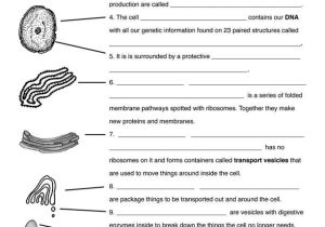 Cell Membrane Worksheet Pdf or Biology Worksheets Pdf