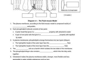 Cell Membrane Worksheet Pdf with Cell Membrane Worksheet Google Search Biology Pinterest