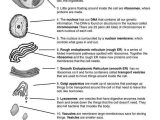Cell organelles and their Functions Worksheet and Cell Structure and Function Worksheet Answers
