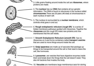 Cell organelles and their Functions Worksheet and Cell Structure and Function Worksheet Answers