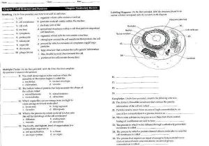 Cell organelles and their Functions Worksheet Answers Along with Plant Cell organelle Identification Worksheet for Coloring Mrs On
