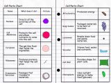 Cell organelles and their Functions Worksheet Answers or Beautiful Cell Structure and Function Worksheet New Plant Cell
