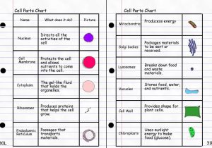 Cell organelles and their Functions Worksheet Answers or Beautiful Cell Structure and Function Worksheet New Plant Cell