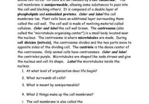 Cell organelles and their Functions Worksheet as Well as Cell organelles and their Functions Worksheet Answers New Cell