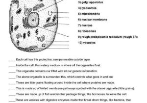 Cell organelles and their Functions Worksheet or Cell organelles and their Functions Worksheet Answers New Cell