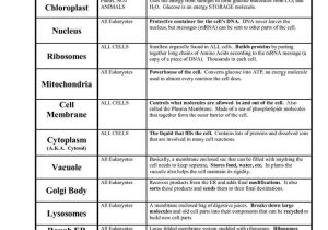 Cell organelles and their Functions Worksheet or Cells and their organelles Worksheet Best Animal Cell organelles