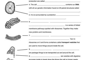 Cell organelles and their Functions Worksheet together with 37 Best Bio Cells Images On Pinterest