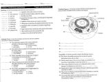 Cell organelles and their Functions Worksheet with Cell organelle Worksheet C312a9b Battk
