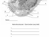 Cell organelles Worksheet Along with Cell Parts and Functions Worksheet Lovely Untitled Document Best