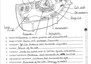 Cell organelles Worksheet Answer Key Biology with Cell organelle Worksheet Answers Gallery Worksheet for Kids In English