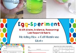 Cell organelles Worksheet Answer Key together with Cell Membrane Eggsperiment Activity Cer & Rubric Aligns with Ngss