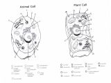 Cell organelles Worksheet Answer Key together with Plant Cell Coloring Sheet to Print