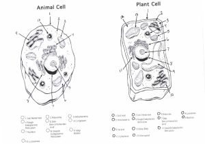 Cell organelles Worksheet Answer Key together with Plant Cell Coloring Sheet to Print