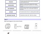 Cell organelles Worksheet Answer Key with Ks4 Cells organs and Systems Ks4