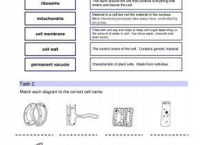 Cell organelles Worksheet Answer Key with Ks4 Cells organs and Systems Ks4