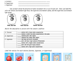 Cell organelles Worksheet or with Cell Membrane Coloring Worksheet Coloring Pages Answers