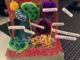 Cell organelles Worksheet with My Plant Cell Project Made Of Styrofoam Pipe Cleaners toothpicks
