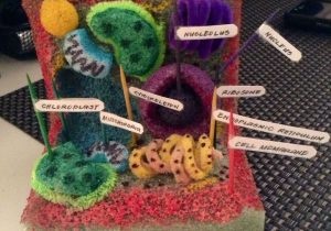 Cell organelles Worksheet with My Plant Cell Project Made Of Styrofoam Pipe Cleaners toothpicks