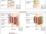 Cell Parts and Functions Worksheet Answers Along with Berühmt Cell Anatomy and Physiology Ppt Zeitgenössisch Menschliche