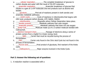 Cell Reproduction Worksheet Answers Along with Inspirational the Cell Cycle Worksheet New Cell Division Mitosis and