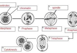 Cell Review Worksheet Also Mitosis Practice Answer Key
