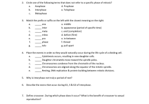 Cell Structure and Function Worksheet Answers Chapter 3 and Of Phases Mitosis Worksheet Answers Meiosis Matching Worksheet