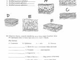 Cell Structure and Function Worksheet Answers Chapter 3 with 35 Types Sentences Worksheet Document Design Ideas Document