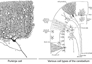 Cell Structure and Function Worksheet with Overview Of the Functions Of the Cerebral Cortex Video