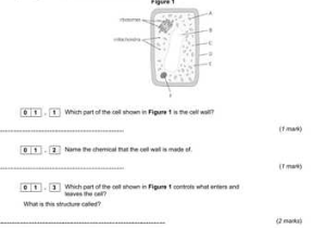 Cell Structure and Processes Worksheet Answers and Aqa 9 1 Gcse Science Trilogy Unit B1 Cell Structure and Transport