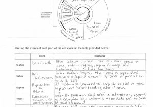 Cell Structure and Processes Worksheet with Cell Division Worksheet Answers 12 1 Kidz Activities