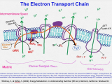 Cell Transport Review Worksheet Also Fundamentals Of Human Nutrition Electron Transport Chain