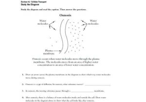 Cell Transport Review Worksheet Answers Along with Awesome Cell Transport Review Worksheet Unique Worksheet Templates