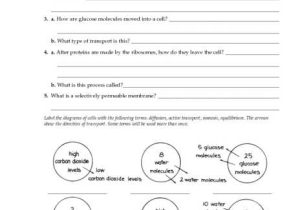 Cell Transport Review Worksheet Answers Along with Worksheets 47 Awesome Cell Transport Worksheet Full Hd Wallpaper
