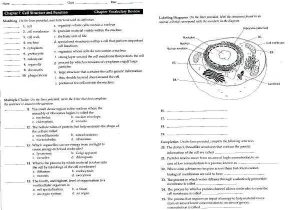 Cell Transport Review Worksheet Answers or Worksheets 41 Awesome Cell Transport Review Worksheet Hd Wallpaper