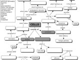 Cell Transport Review Worksheet or Cell Concept Map
