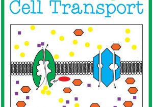 Cell Transport Worksheet Along with 97 Best Cells Cell Membrane Images On Pinterest