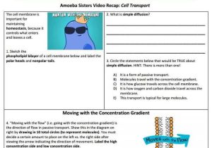 Cell Transport Worksheet Answer Key Also 27 Best Amoeba Sisters Handouts Images On Pinterest